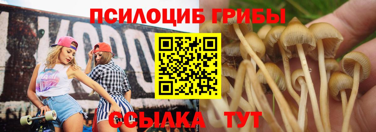 Псилоцибиновые грибы Psilocybe Дзержинский